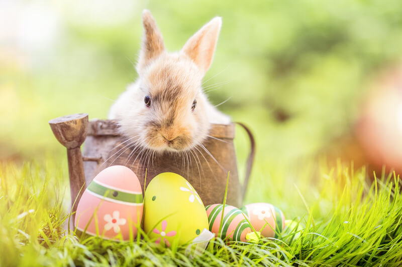Ostern 136935968 drubig photo